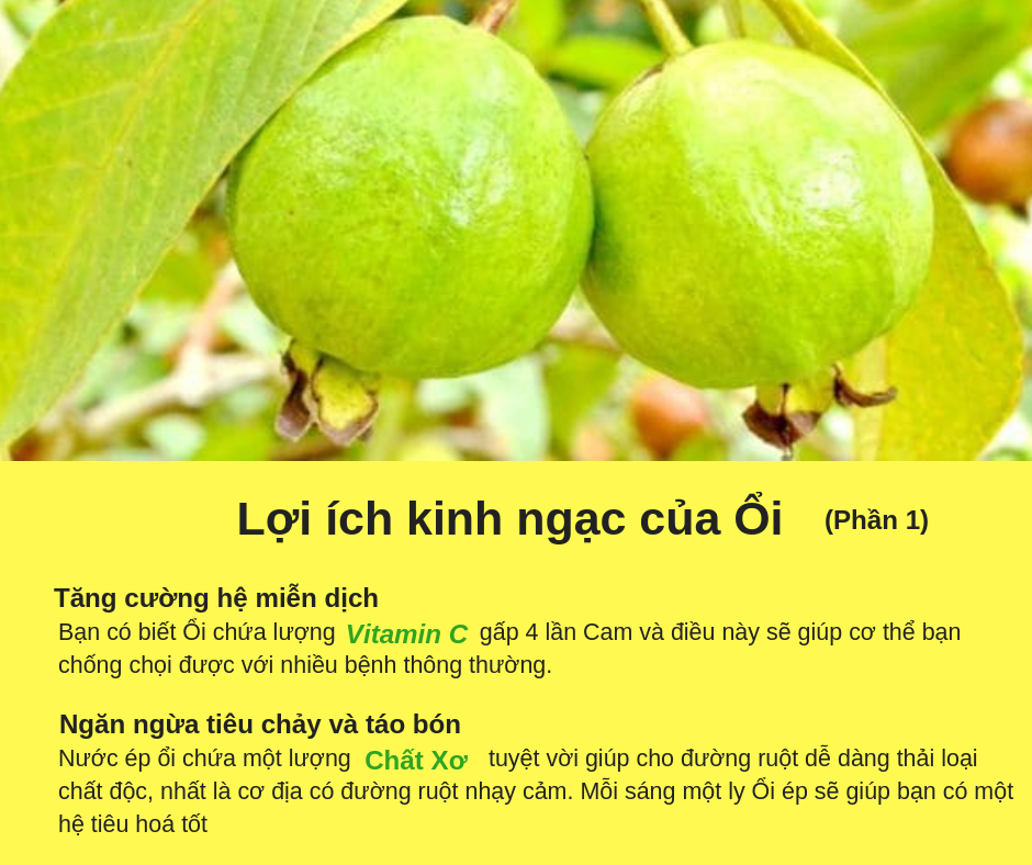 HỖ TRỢ ĐIỀU TRỊ TIỂU ĐƯỜNG, GIẢM CÂN VÀ CÁC BỆNH MÃN TÍNH KHÁC TỪ NƯỚC ÉP ỔI.