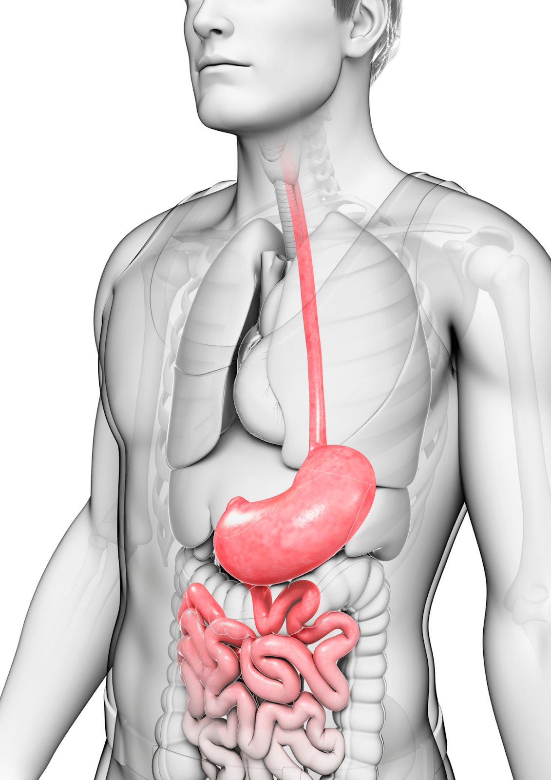 CHỨC NĂNG CỦA HỆ TIÊU HÓA